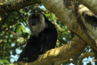 Low angle view of monkey sitting on tree