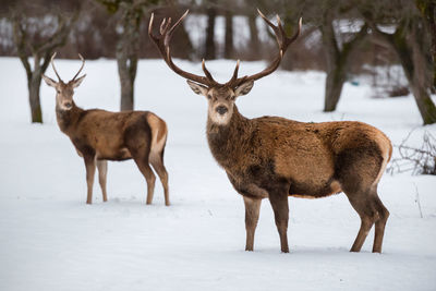 Side view of mammals standing on snow covered land