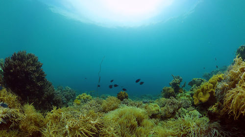 undersea