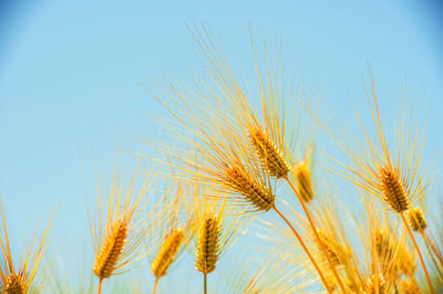 Close-up of wheat field against clear sky