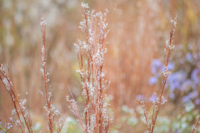 Close-up of plants growing on field