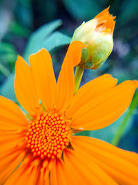 Close-up of orange flower