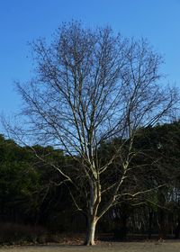 Bare tree on field against sky