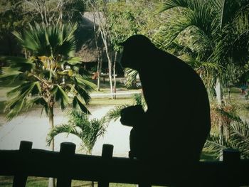 Silhouette man against trees