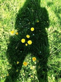 High angle view of yellow flowers blooming on field