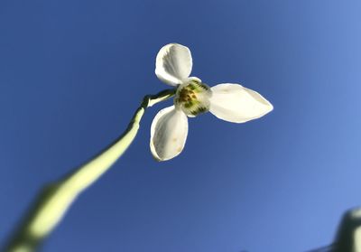 Low angle view of white flowering against blue sky