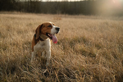 Dog running on grassy field