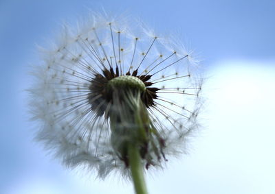 Low angle view of dandelion flower