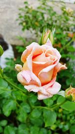 Close-up of rose blooming outdoors