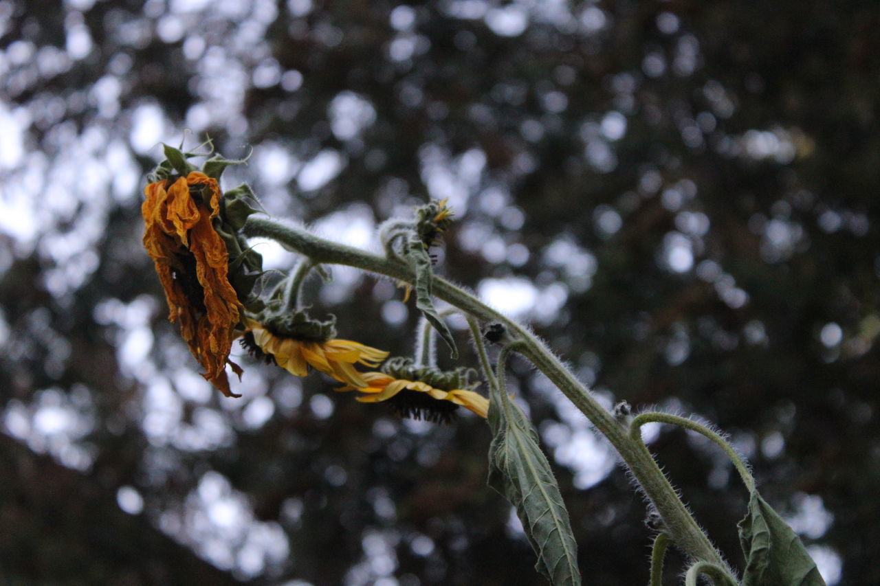 CLOSE-UP OF WILTED FLOWER