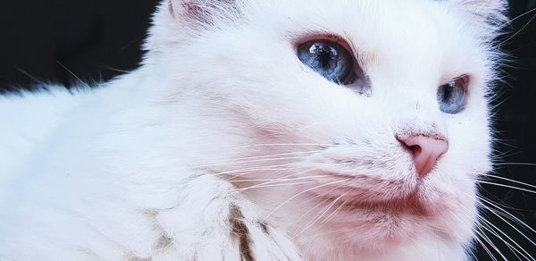 Close-up of a cat looking away