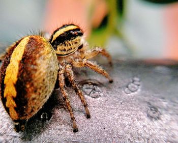 Close-up of spider