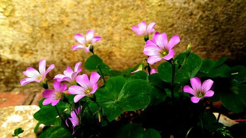 Close-up of pink flowering plant