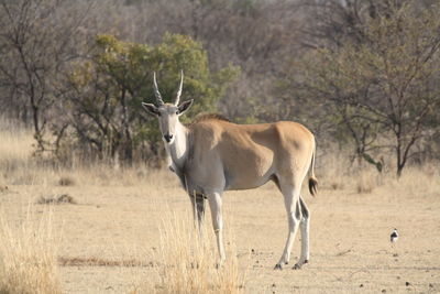 A female eland in south africa