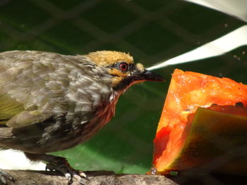 Close-up of bird eating food. straw-headed bulbul