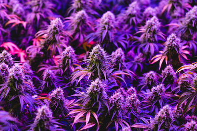 Close-up of purple flowering plants on field