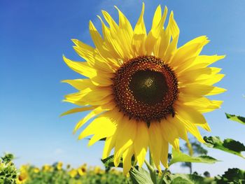 Close-up of fresh sunflower blooming against sky
