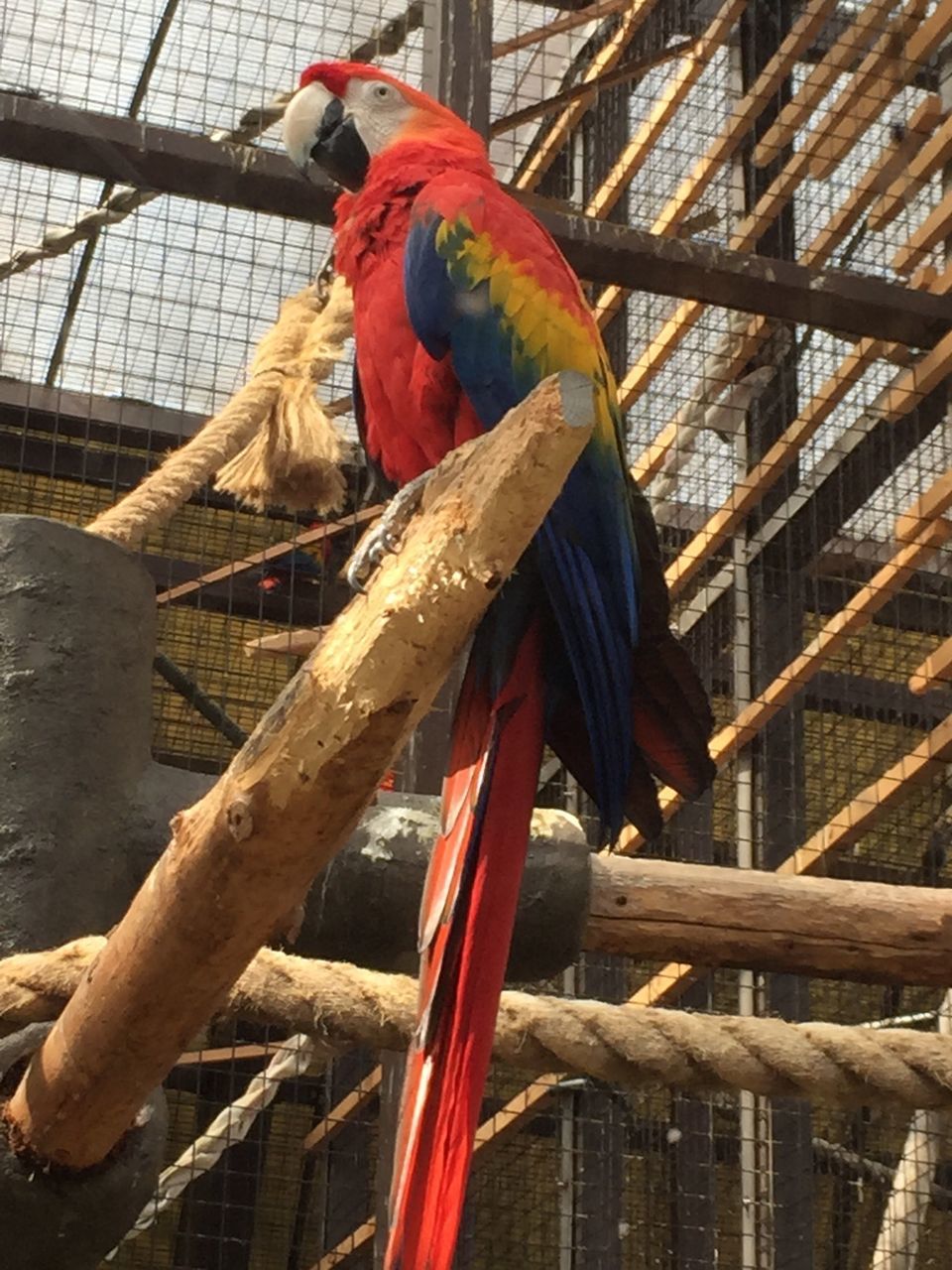 BIRDS PERCHING ON CAGE