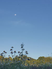 Low angle view of trees against blue sky