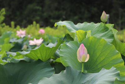 Close-up of pink water lily