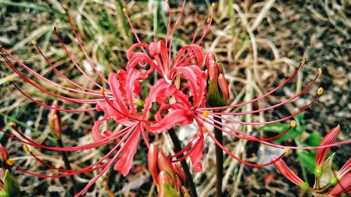 Close-up of red flower growing on plant in garden