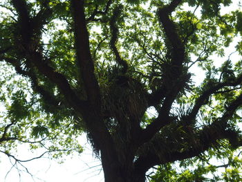 Low angle view of tree in forest against sky