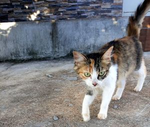 Portrait of cat standing outdoors