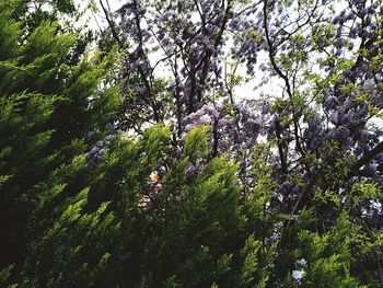 Low angle view of trees