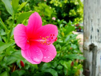 Close-up of pink flower blooming outdoors