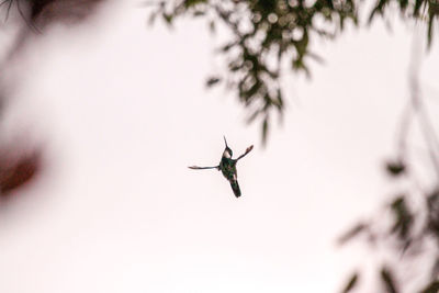 Low angle view of insect flying against sky