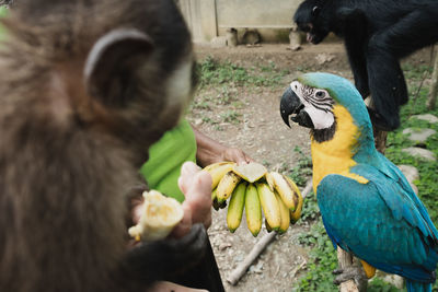 Close-up of parrot eating food in zoo