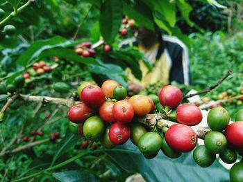 Apples growing on field