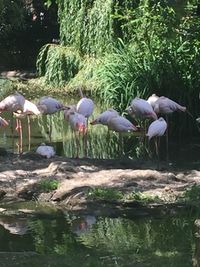 Birds in water