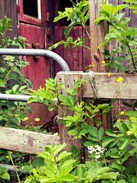 Plants growing in backyard