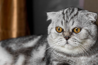 Close-up portrait of a cat