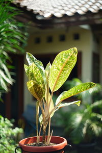 Close-up of potted plant against building