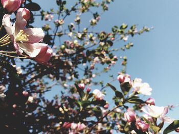 Low angle view of pink magnolia blossoms in spring