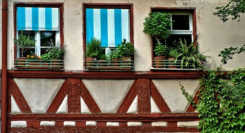 Low angle view of potted plants on building