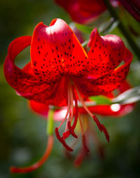 Close-up of red flower