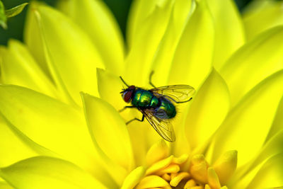 Close-up of insect on yellow flower