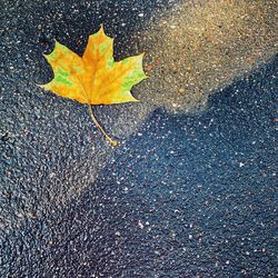 High angle view of maple leaf on street