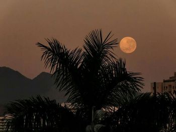 Low angle view of palm trees against sky at sunset