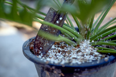 Close-up of plant