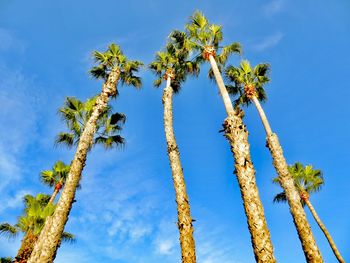 Low angle view of palm trees against blue sky