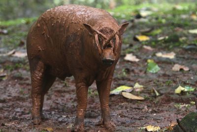 Rhinoceros drinking water