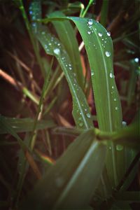 Close up of leaves