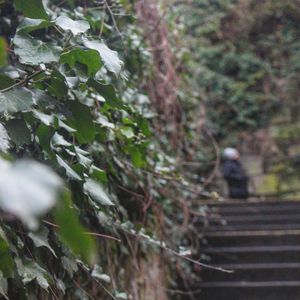 Close-up of staircase in forest