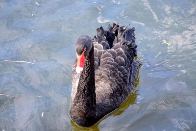 High angle view of swan swimming in lake