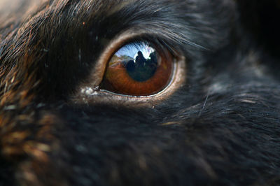 Close-up portrait of cat