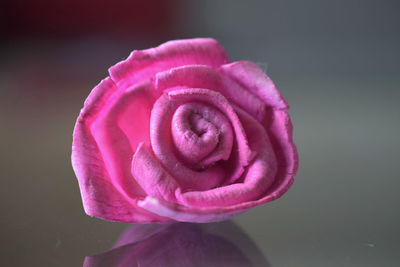 Close-up of pink rose against black background